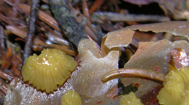 Stemonitis  flavogenita / lignicola